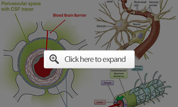 lymphatic circulation